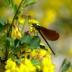 Libelle im Ginster