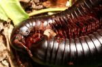 Myriapodenpaarung