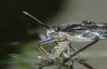 Wasserläufer saugt Mücke aus