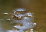 bedrohlicher Wasserläufer