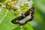 Cahuita NP Schmetterling