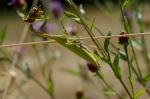 Mantis religiosa