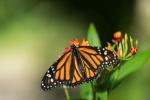 Schmetterling(Monarchfalter?)