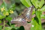 Schmetterling(Blauer Segler?)