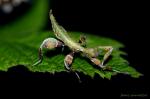 Wandelnes Blatt