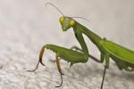 Mantis religiosa