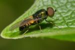 Microhchrysa polita