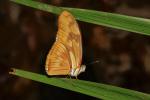 Dryas juliae Amazonas