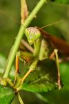 Mantis religiosa