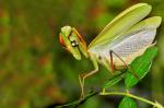 Mantis religiosa