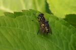 Schwebfliegen auf Hortensie