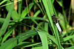 Plattbauch Libelle