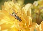 Insekt auf Blüte