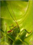 Tettigonia viridissima 2