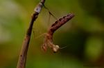 Mantis religiosa