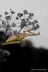 Mantis religiosa