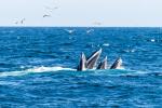 Whales like Sydney Opera