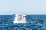 whale watching vor Boston