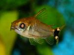 Rote-Augen-Effekt_Corydoras