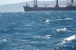 Delphin vor Gibraltar
