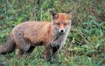 Fuchs 2