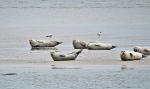 Seehunde im Wattenmeer 2