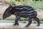 Schabrackentapir