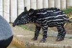 Schabrackentapir