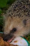 Igel 4