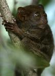 Tarsier in Bohol 1