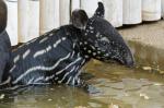 Schabrackentapir