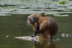 Nutria