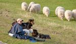 Hirtin und die Hunde