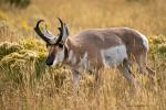 Pronghorn Bock