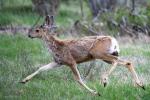 Mule Deer Tetons 2