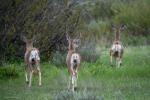 Mule Deer Tetons 3