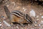 Chipmunk am Morraine Lake