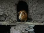 Nichtsahnendes Meerschweinchen in Peru