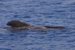Whale Watching vor der Costa Adeje (12)