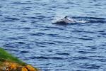 Carrick-a-Rede - Delphin