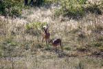 Blackfaced Impalas