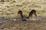 Blackfaced Impalas