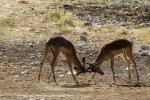 Blackfaced Impalas