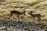 Blackfaced Impalas