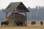 Europäischer Bison