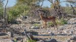 Leopard und Impala