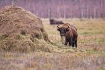 Wisent