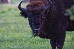 Wisent