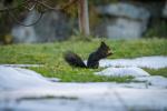 Eichhörnchen beim Pilzesammeln 1