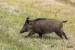 Wildschwein